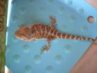 Farbintensive Bartagamen babys Leatherback Hypo-BLOOD-Sanfire abzu